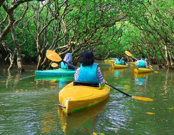 Mangrove Kayaking in Abu Dhabi