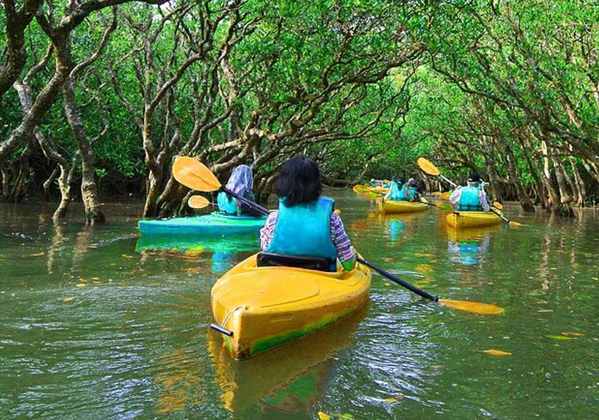 Mangrove Kayaking in Abu Dhabi